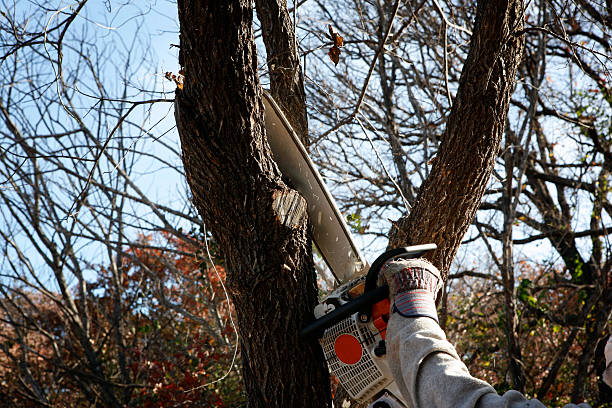 Best Pest Control for Lawns  in Cheviot, OH